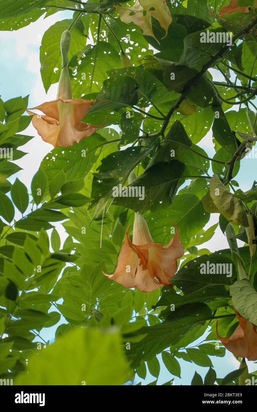 Orange Angels Trumpets Datura, Solanaceae, Brugmansia, the large, fragrant flowers give them their common name of angel's trumpets, name sometimes use Stock Photo