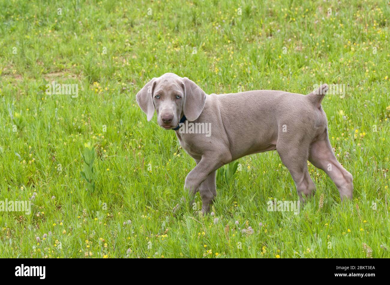 Adorable young Weimaraner puppy walking in grass, looking at the viewer Stock Photo