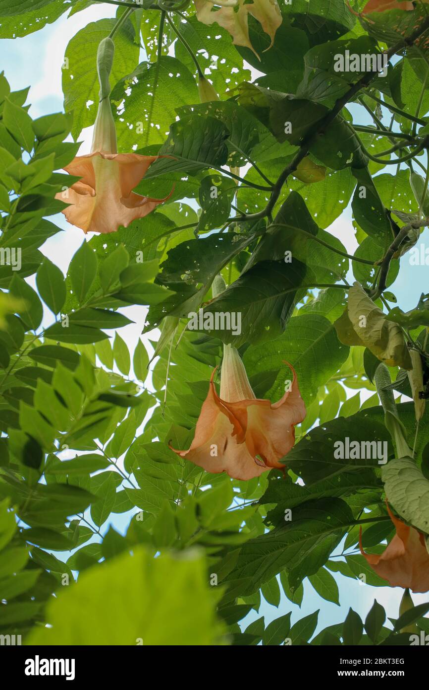 Orange Angels Trumpets Datura, Solanaceae, Brugmansia, the large, fragrant flowers give them their common name of angel's trumpets, name sometimes use Stock Photo