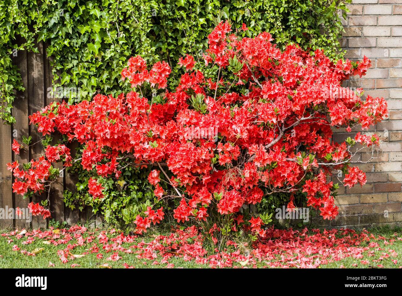 A beautiful reddish orange azalea bush on the side of a house in Cardiff on a sunny Spring day in May. Stock Photo