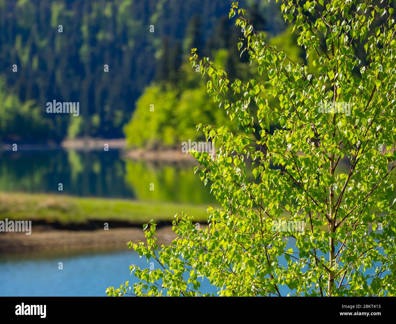 Spring season in Green forest woodland Lokve lake Croatia Europe Stock Photo