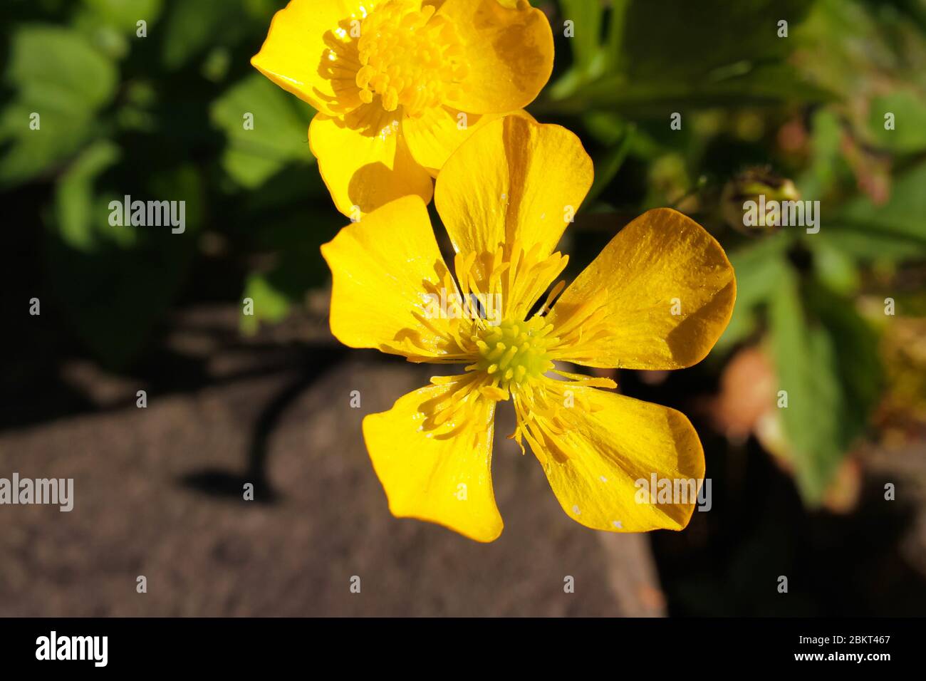 Macro closeup of isolated yellow flower head of buttercup (ranunculus) in spring - Germany Stock Photo
