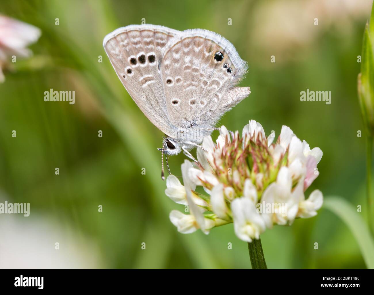 Tiny Reakirt's Blue butterfly sipping nectar from a white Clover flower Stock Photo
