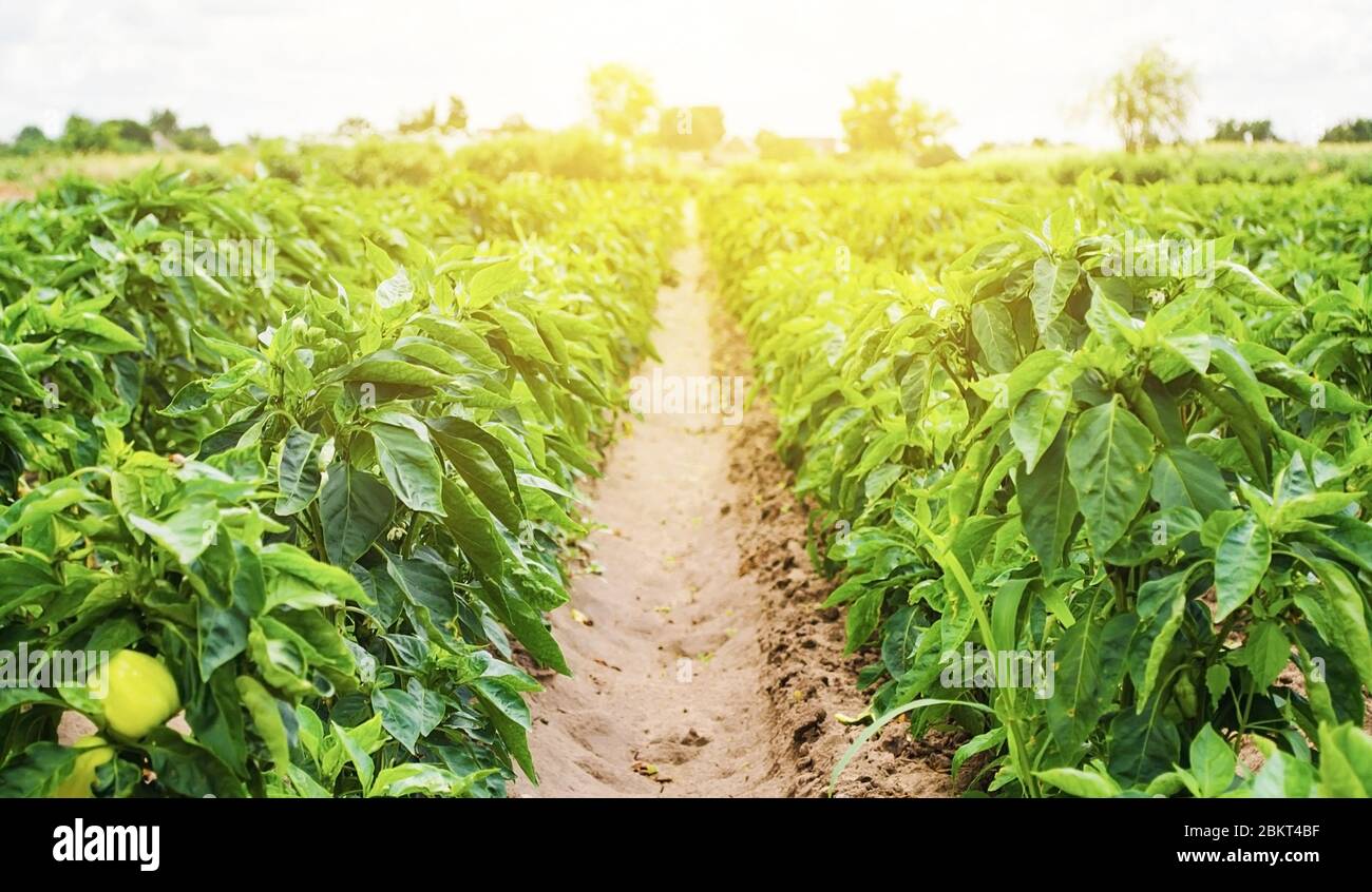 Vegetables plantations hi-res stock photography and images - Alamy