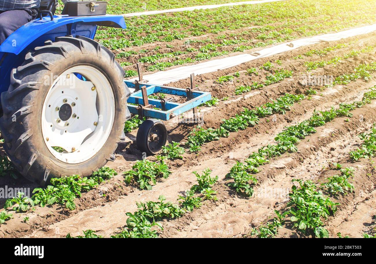 Tractor plows loosens the land of a plantation of a young Riviera variety potato. Weed removal and improved air access to plant roots. Cultivation of Stock Photo