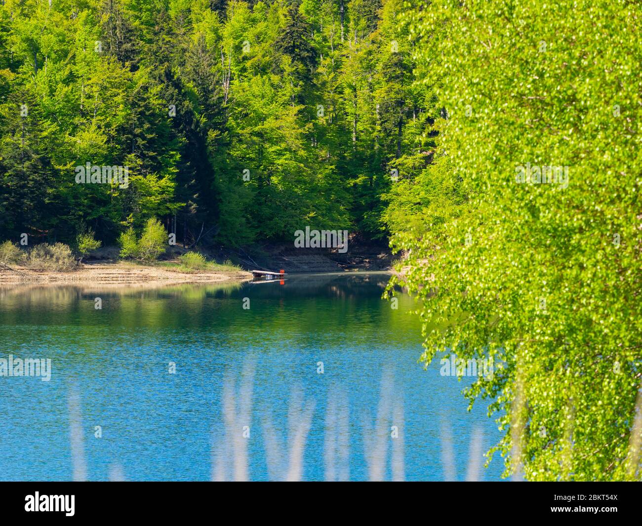 Spring season in Green forest woodland Lokve lake Croatia Europe Stock Photo