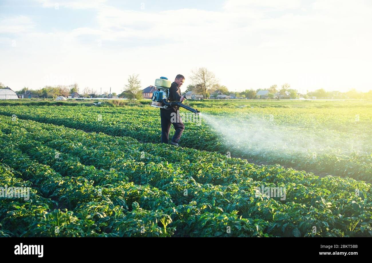 A farmer sprays a solution of copper sulfate on plants of potato bushes