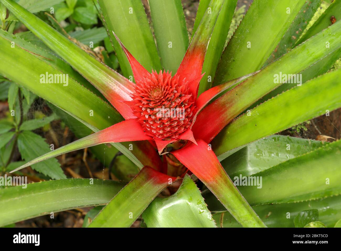 Top view picture of pineapple plant. blurry soft focus dreamy effect of plant for abstract background. concept. Bromeliad Ananas comosus. Close up of Stock Photo
