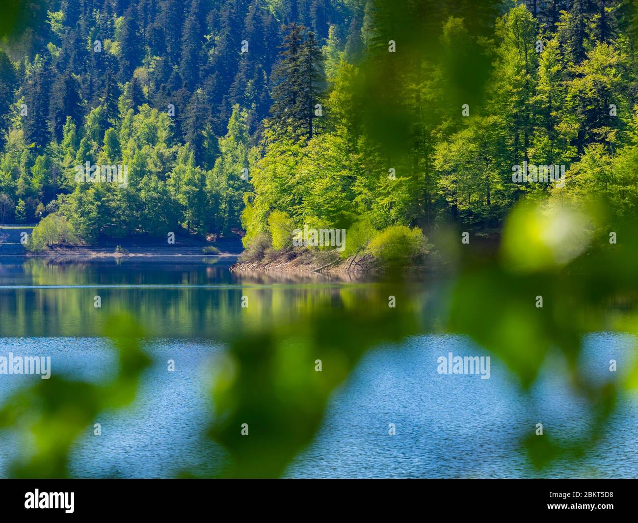 Spring season in Green forest woodland Lokve lake Croatia Europe Stock Photo