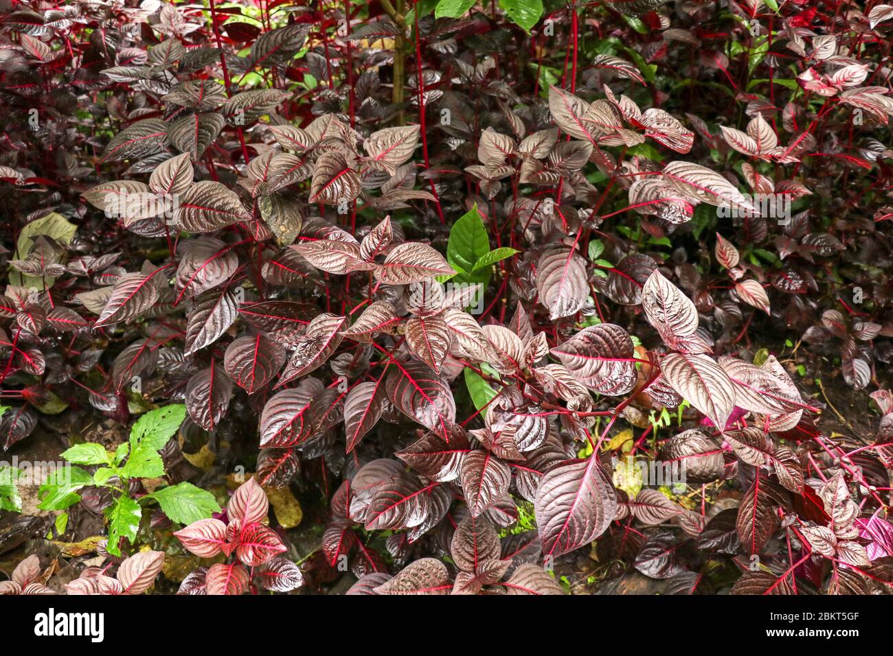 Herbsts bloodleaf or Iresine herbstii or Chicken gizzard or Beefsteak