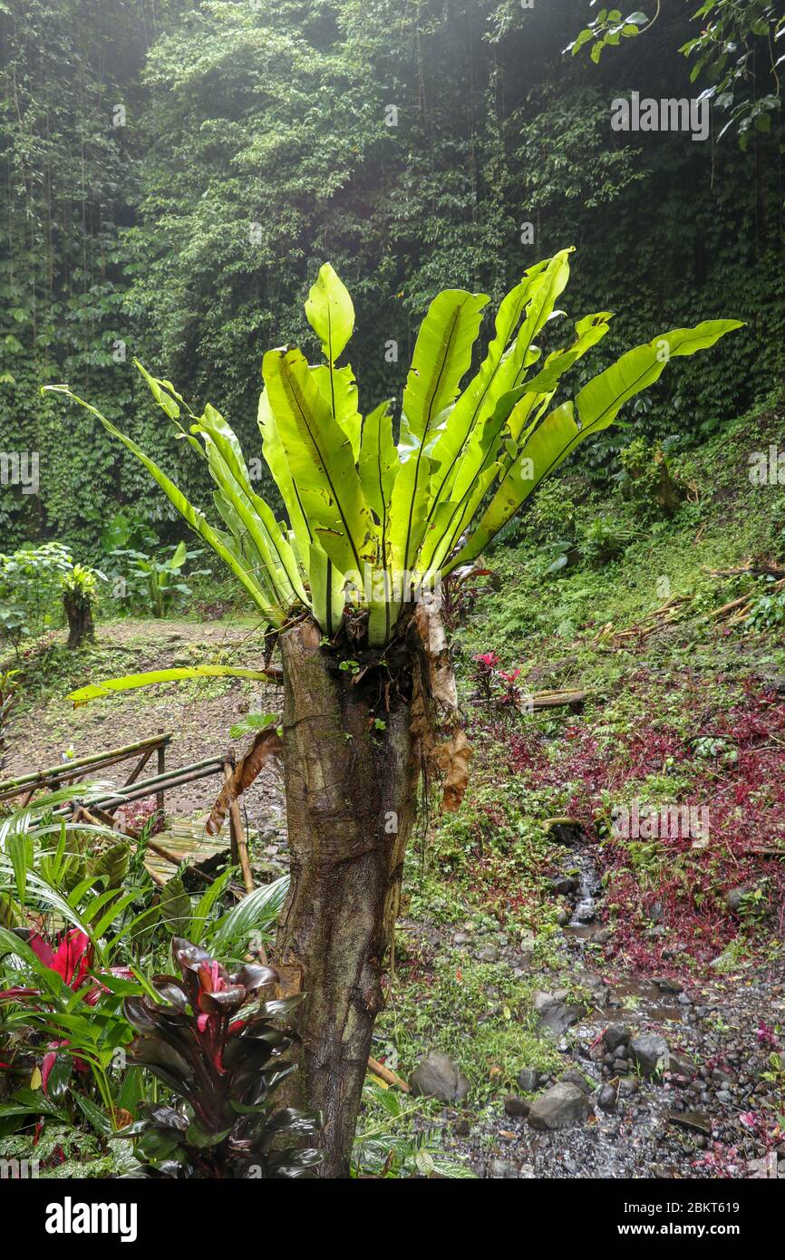 Asplenium Nidus Epiphyte tropical fern on tree trunk, Bali, Indonesia