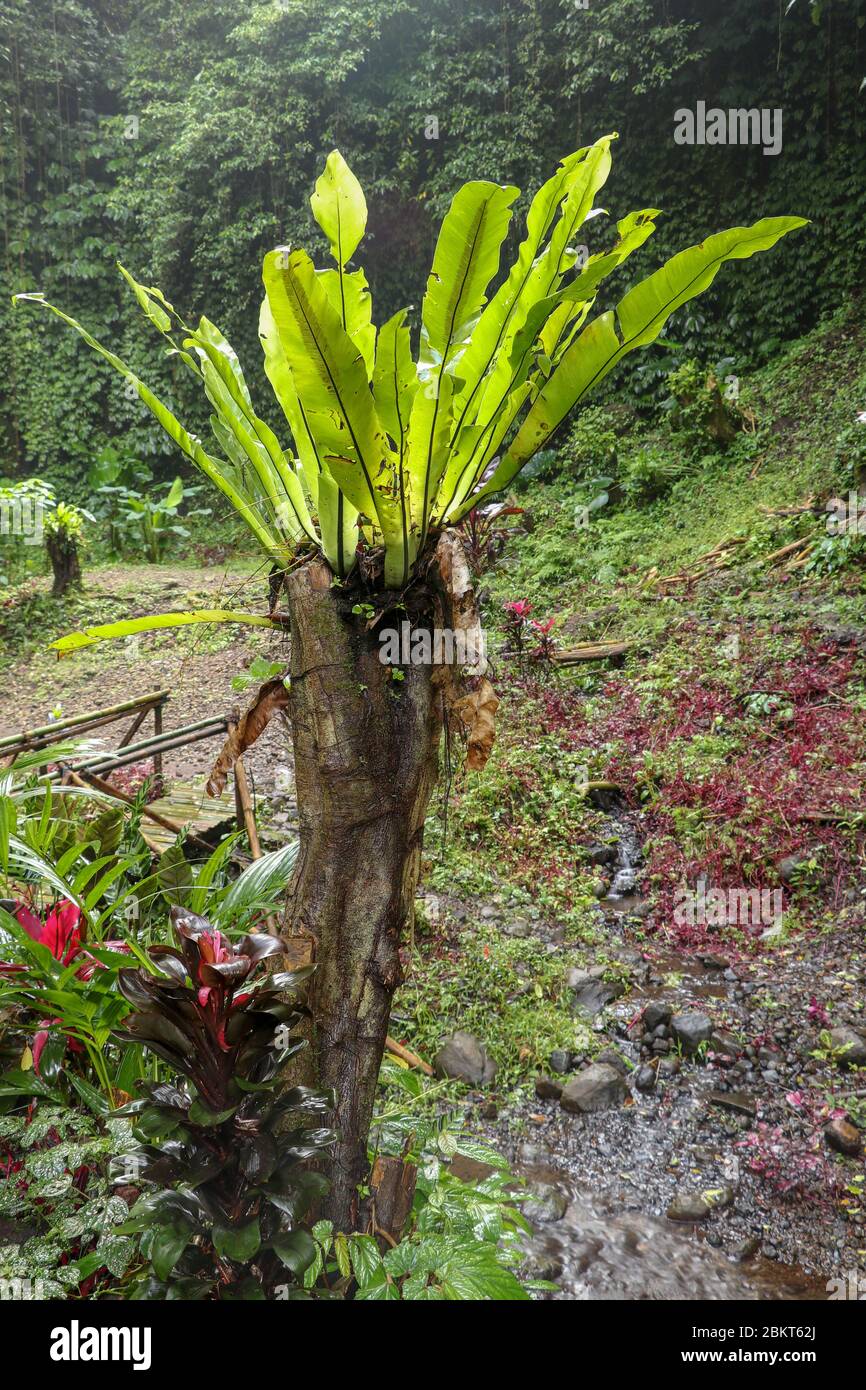 Asplenium Nidus Epiphyte tropical fern on tree trunk, Bali, Indonesia. Fern  Bird's Nest is a family of ferns that live in Native to tropical Southeast  Stock Photo - Alamy