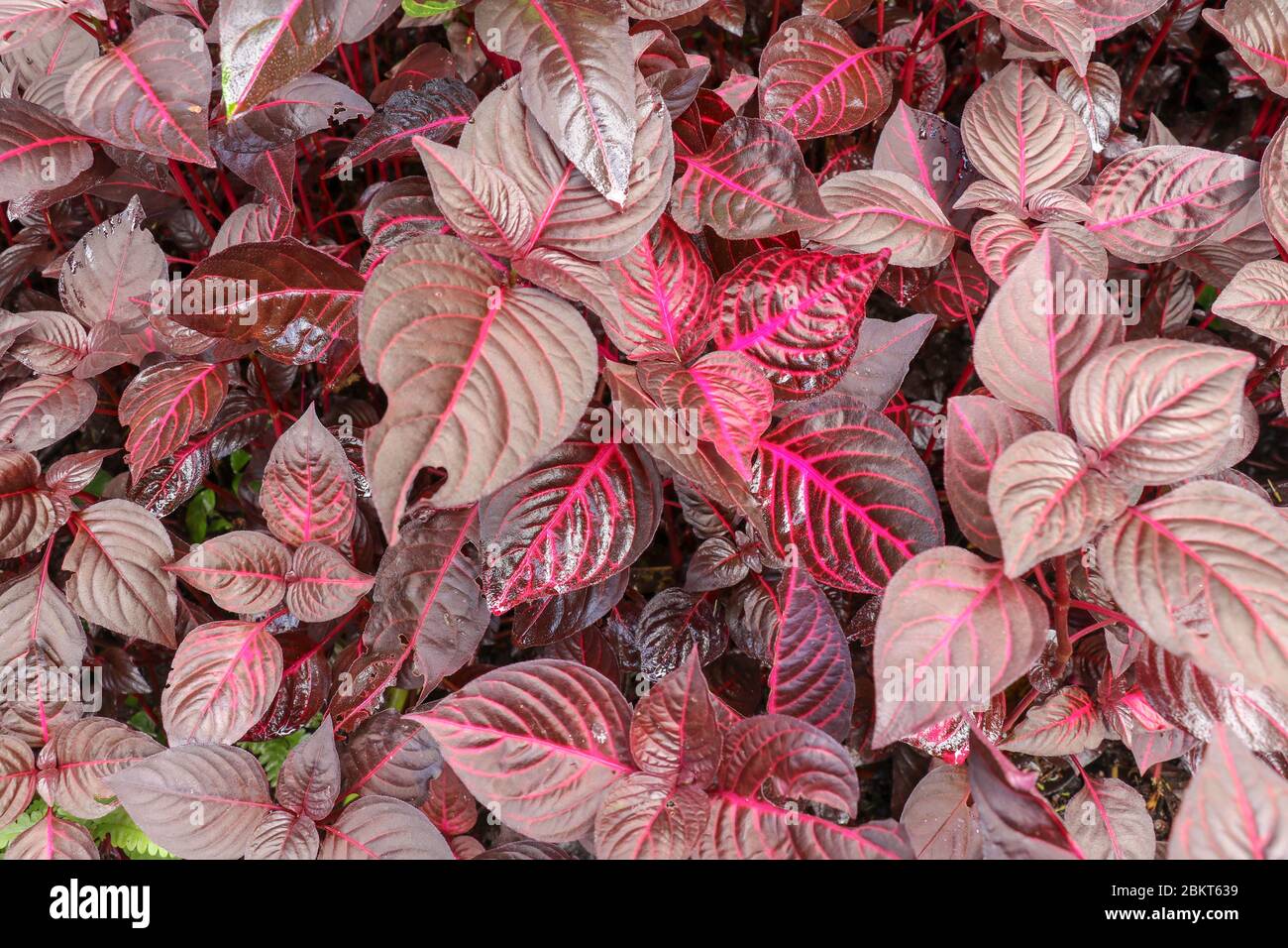 Purple and pink Iresine Herbstii leaf background. Red Bloodleaf Ornamental Plant. Red Leaves of plant garden close up. Flowering plant, amaranthaceae, Stock Photo
