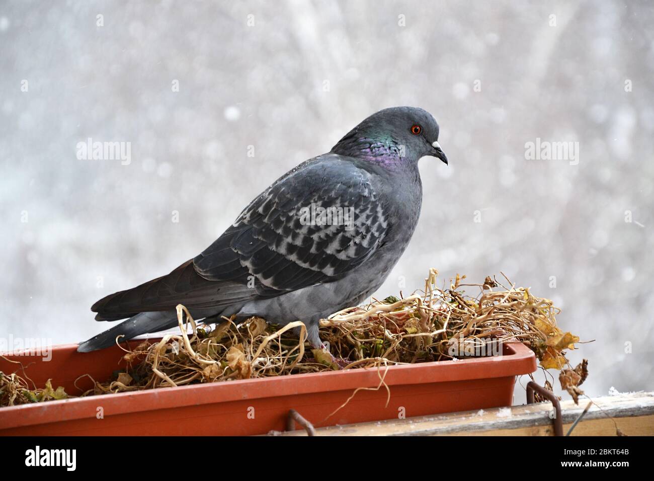 Bird on balcony hi-res stock photography and images - Page 2 - Alamy