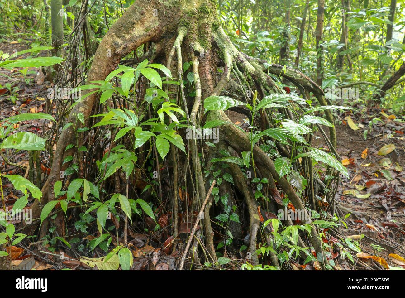 Branched root system of a tropical tree in the rainforest. Roots protruding above the surface of the soil. Tropical vegetation grows between the root Stock Photo