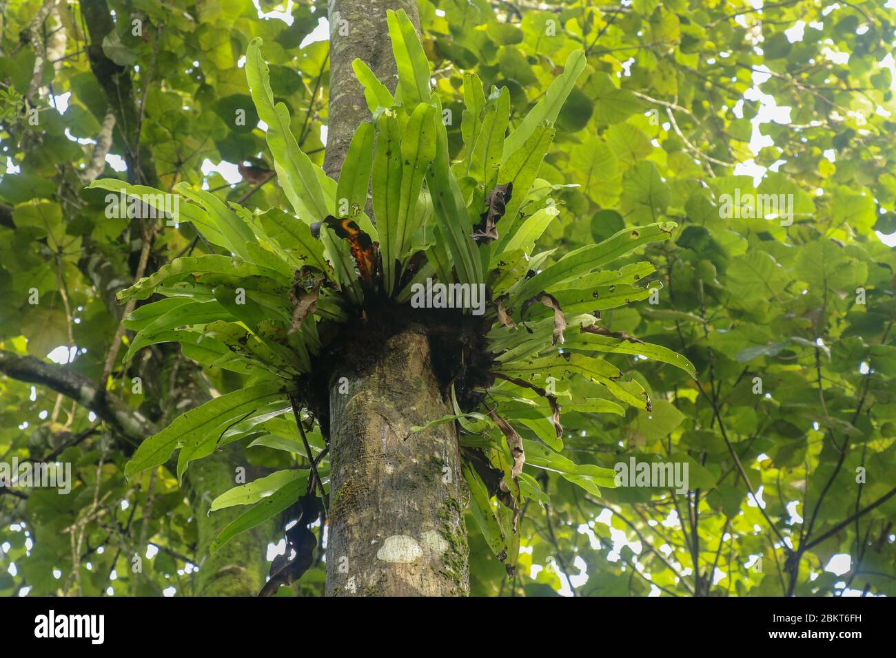 Asplenium Nidus Epiphyte tropical fern on tree trunk, Bali, Indonesia