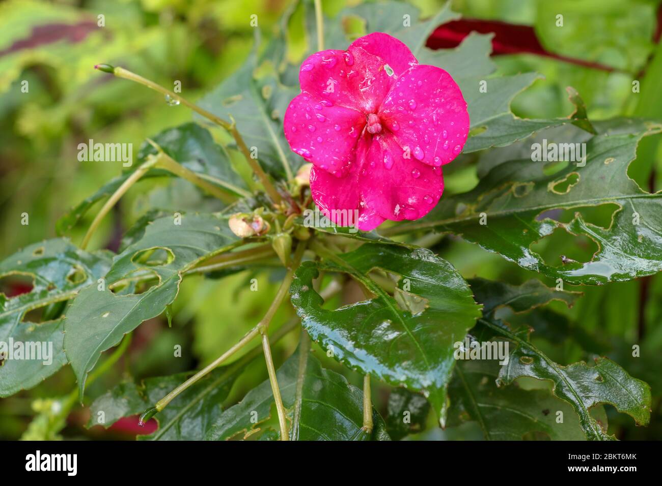 Close up of Impatiens balsamina, water drops on petal surface. Garden balsam, Rose balsam, Touch-me-not flowers. Blooming pink flower. Macro of bright Stock Photo