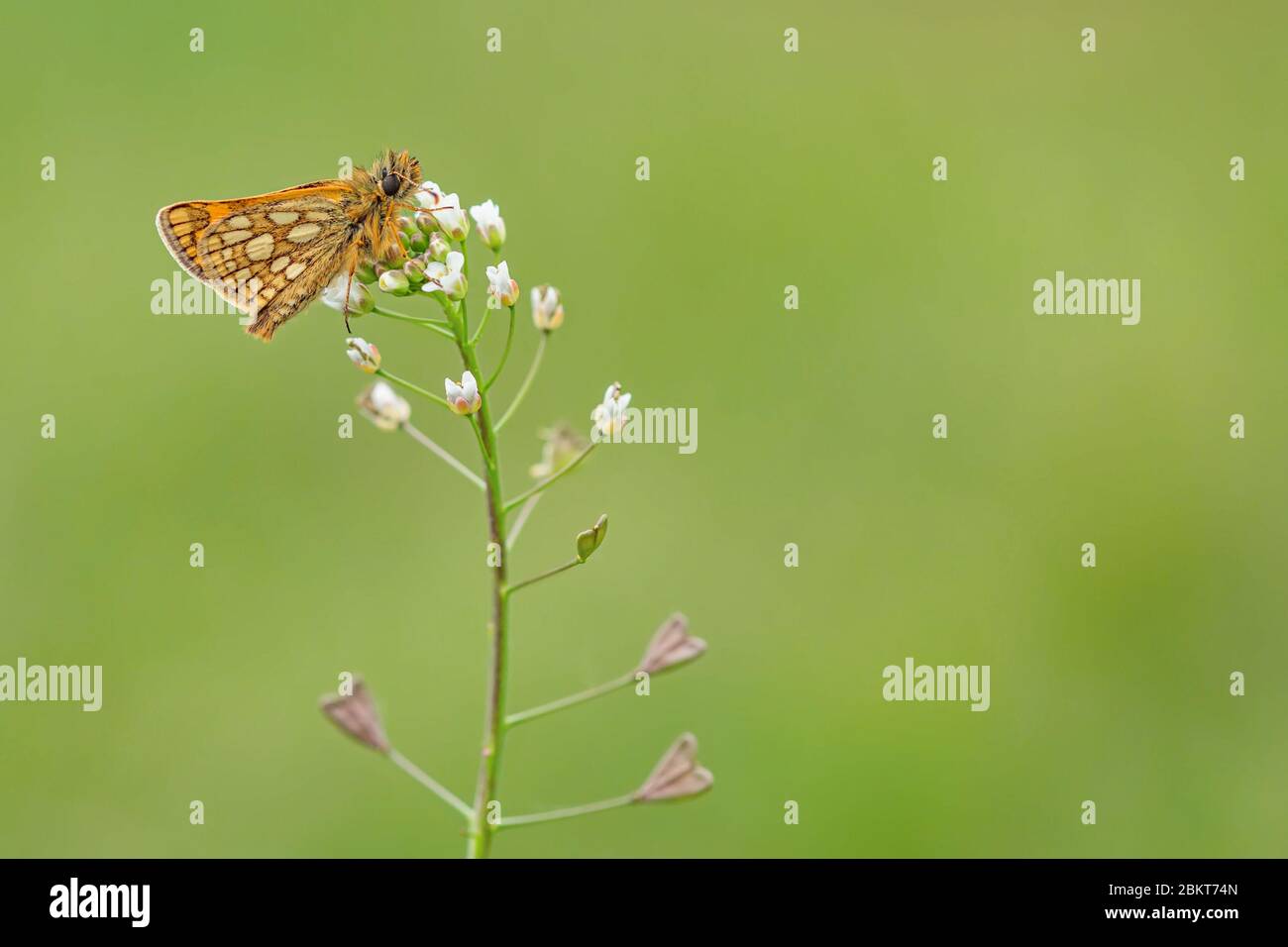 Small woodland butterfly, chequered skipper, with brown eyes and yellow spots on orange wings sitting on white shepherd's-purse flower in a meadow. Stock Photo