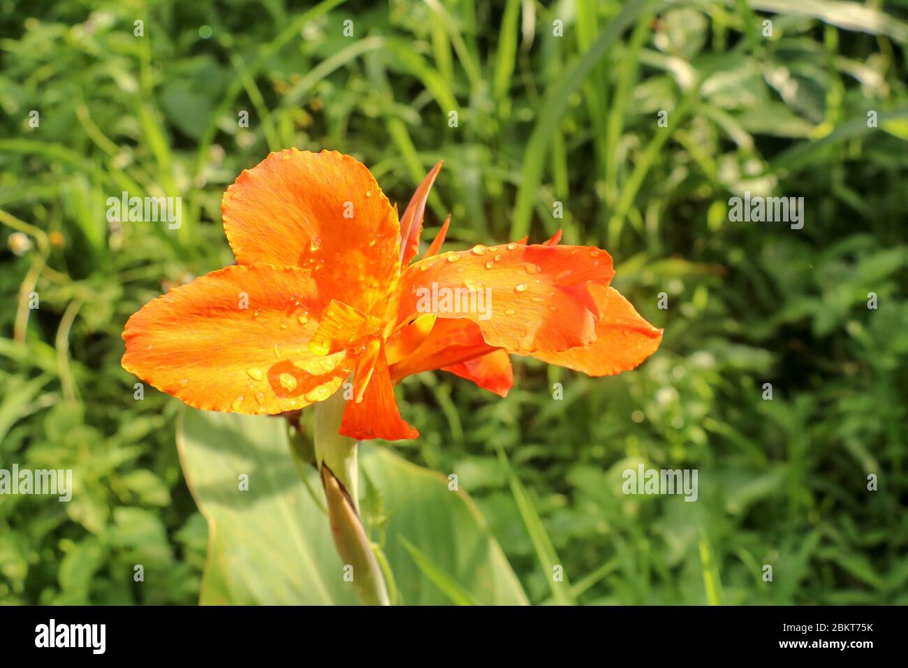 Close Up Of Blossoming Flowers Canna With Buds And Leaves Growing Indian Shot In Orange At The Garden Bautiful African Arrowroot In Orange Color De Stock Photo Alamy