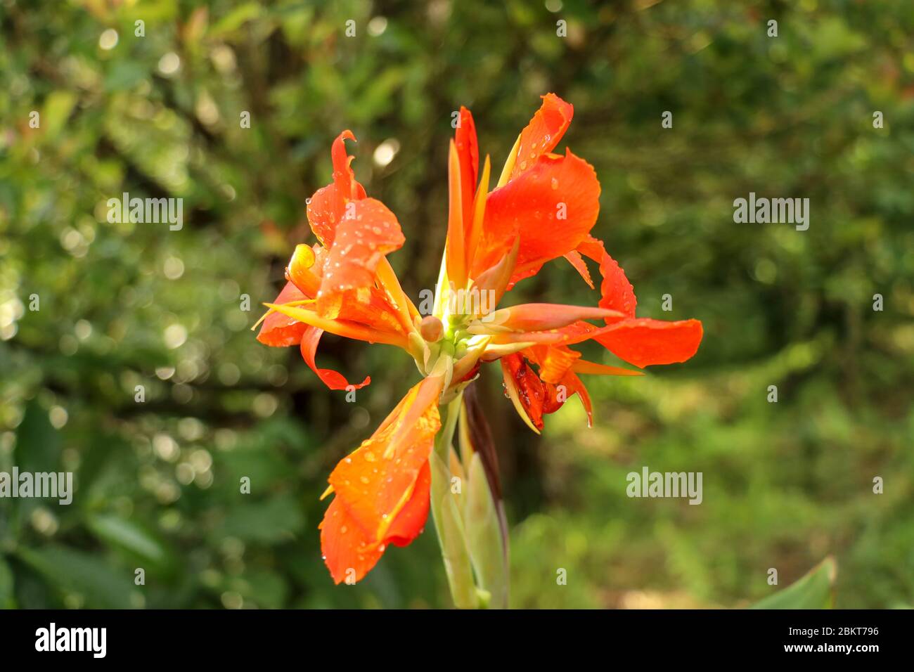 Canna indica lucifer hi-res stock photography and images - Alamy