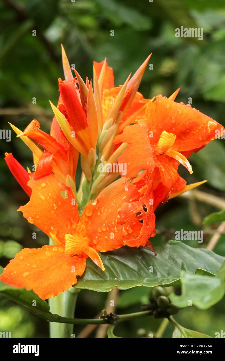 Close Up Of Blossoming Flowers Canna With Buds And Leaves Growing Raindrops On Leaves And Flowers Bautiful African Arrowroot In Orange Color Detail Stock Photo Alamy