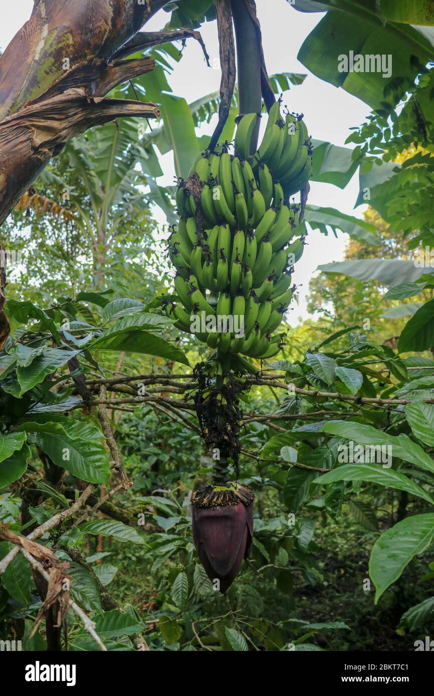 A bunch of green bananas ripens on a palm tree in a tropical garden on Bali Island. Organic