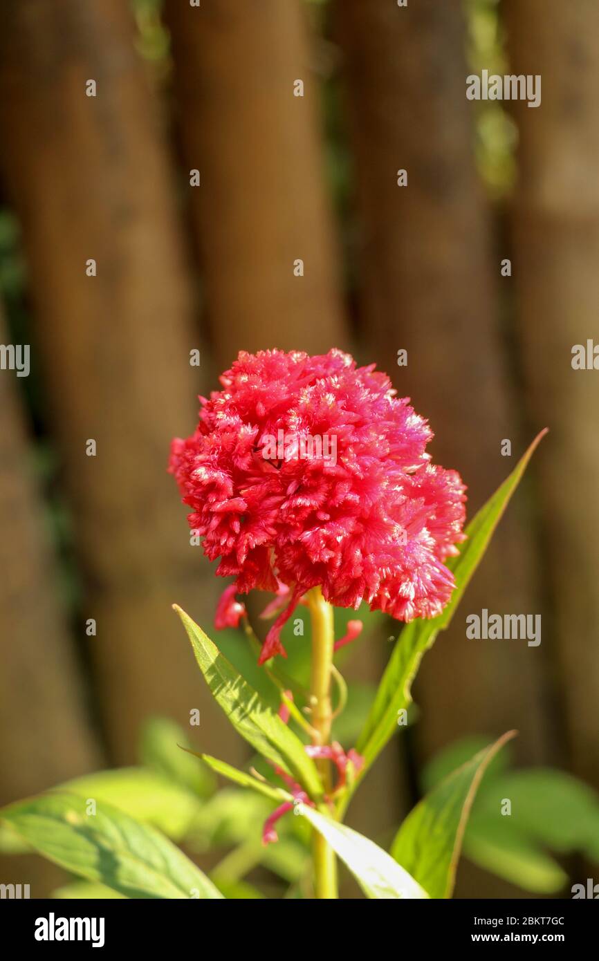 Celosia Cristata Cockscomb High Resolution Stock Photography and Images ...