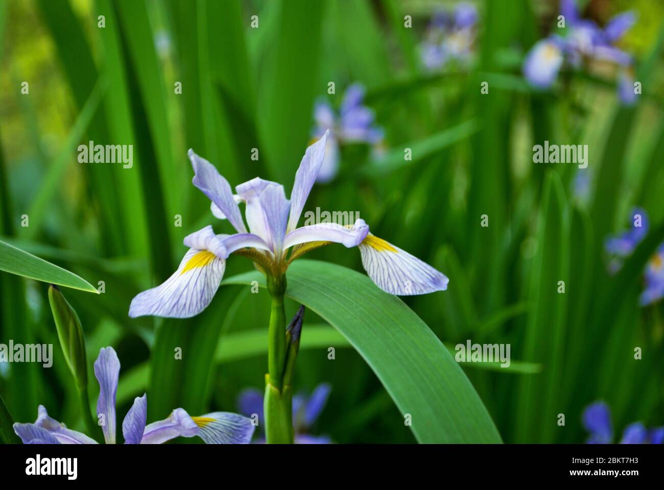 Close up of a purple and yellow iris flower and bud in my garden Stock Photo