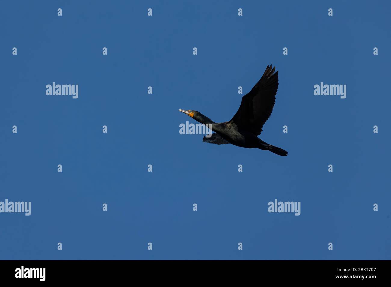 Double crested cormorant in flight Stock Photo Alamy