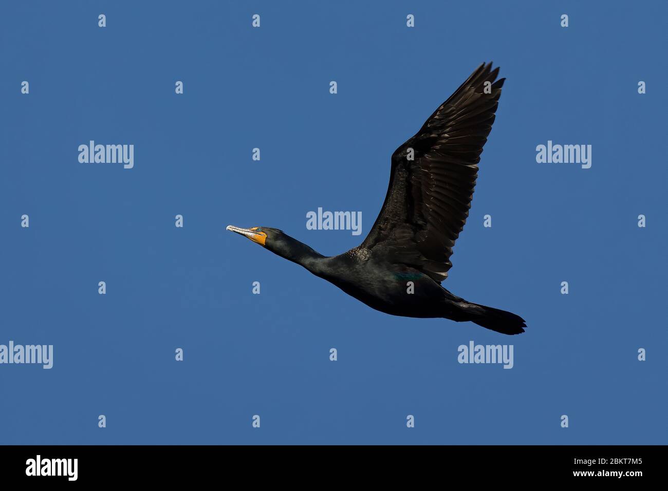 Double crested cormorant in flight Stock Photo Alamy