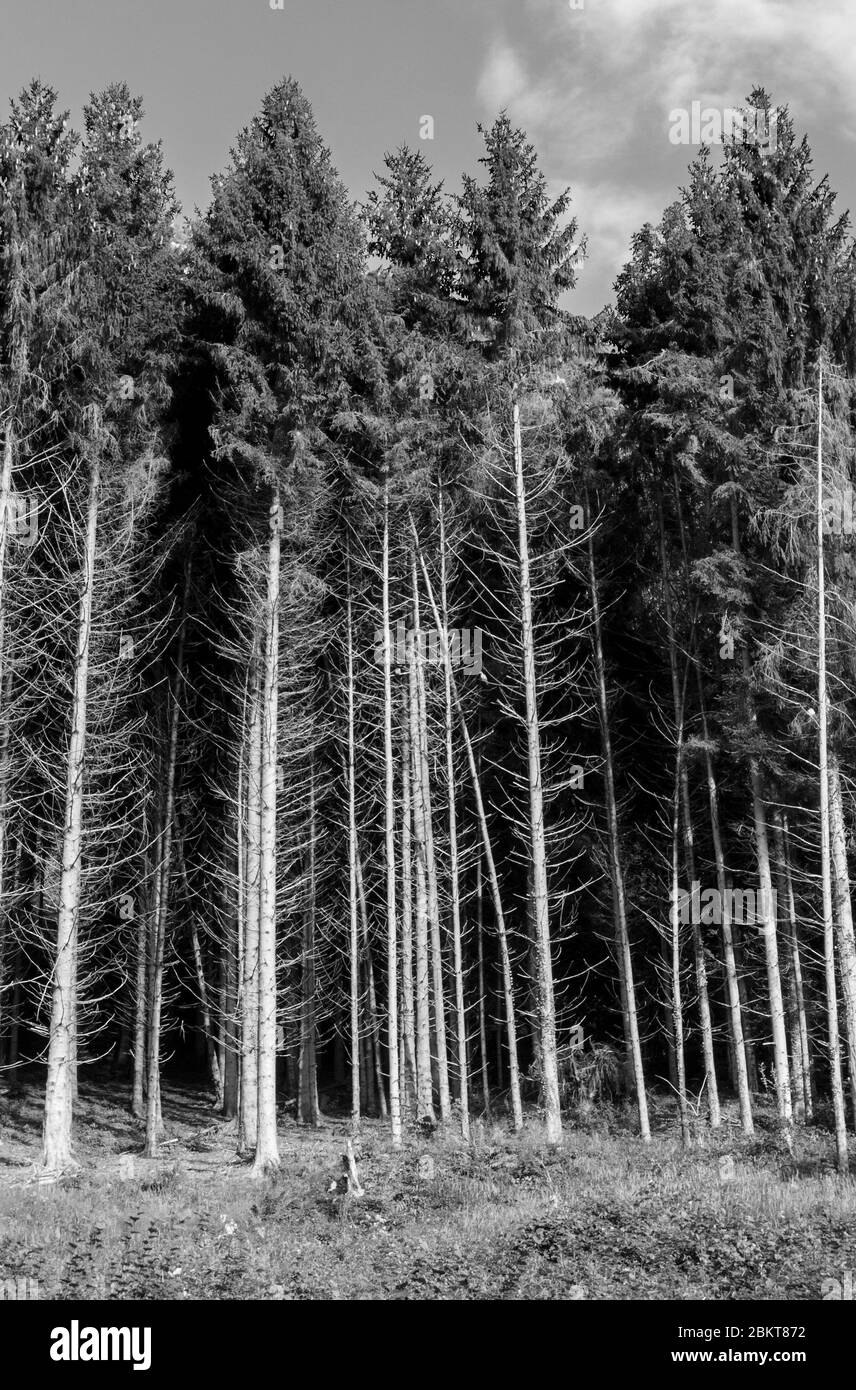 Summer alpine rural landscape Black and White Stock Photos & Images - Alamy