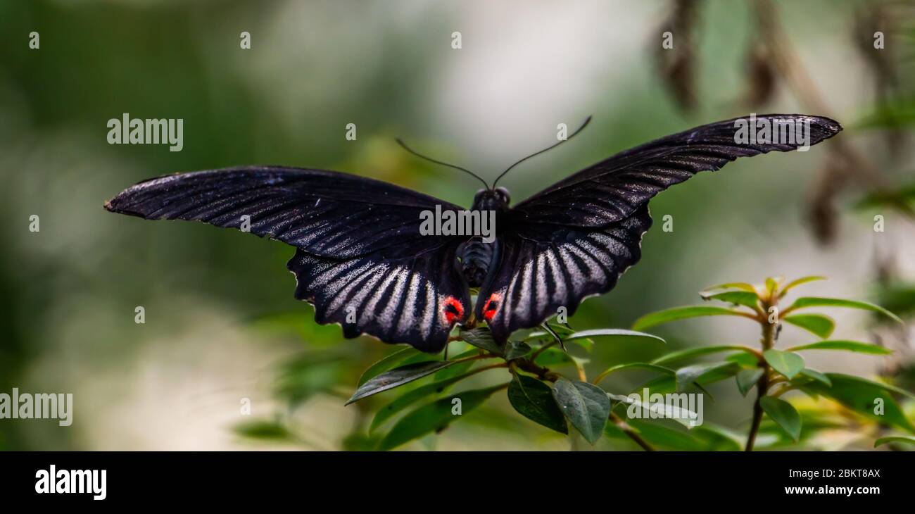 Red scarlet butterfly in macro closeup, tropical insect specie from Asia Stock Photo