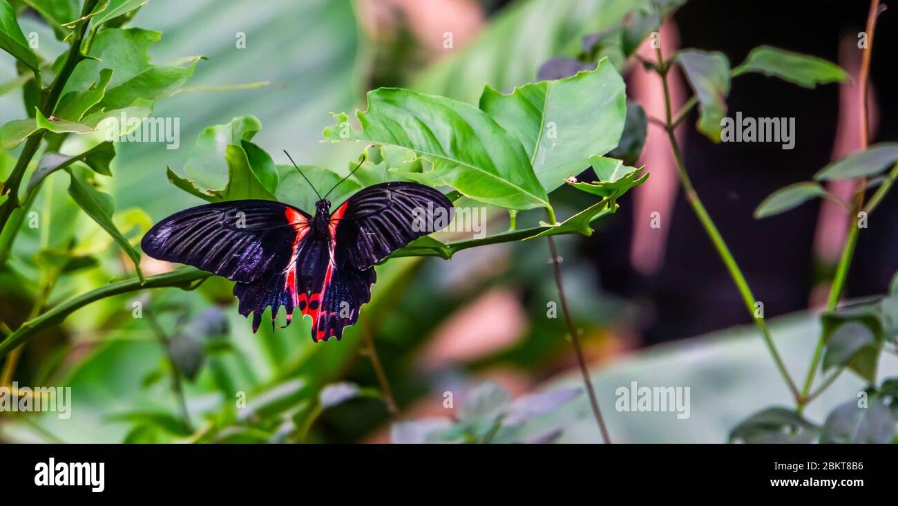 closeup of a red scarlet butterfly sitting on a leaf, tropical insect specie from Asia Stock Photo