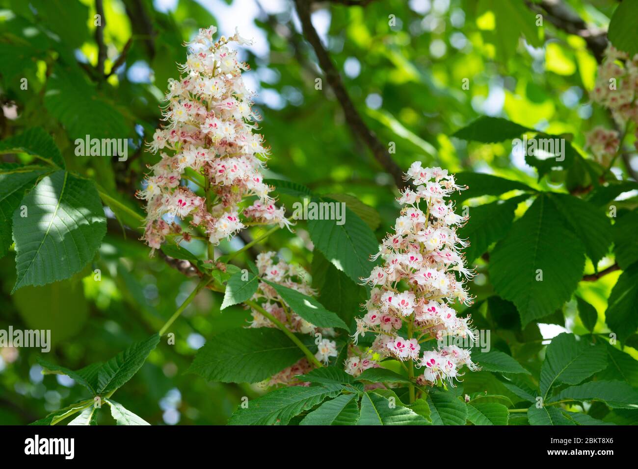 Italy, Lombardy, Crema, Horse Chestnut Tree In Flower, Aesculus 