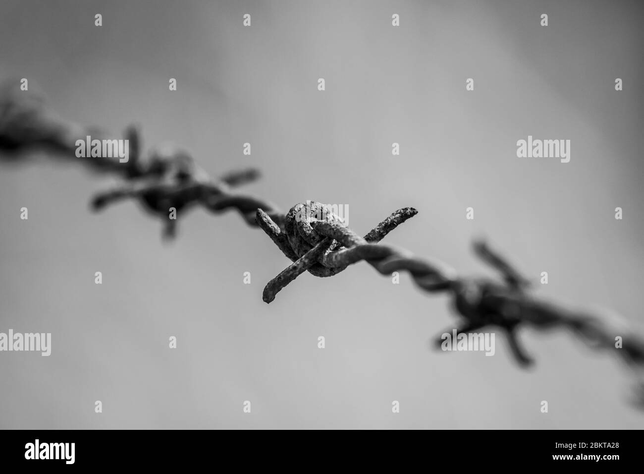 Barbed wire isolated Black and White Stock Photos & Images - Alamy