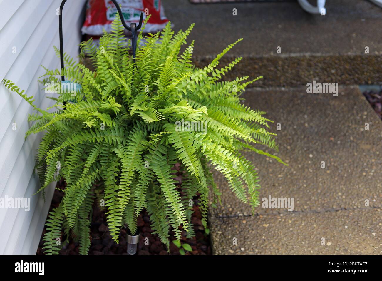 Wall fern gardening hi-res stock photography and images - Alamy