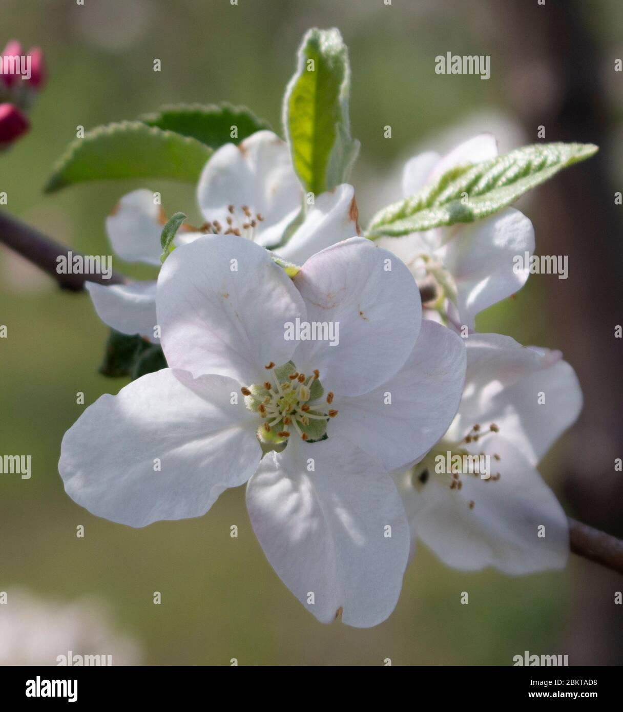 Beautiful spring flower apple hi-res stock photography and images - Alamy