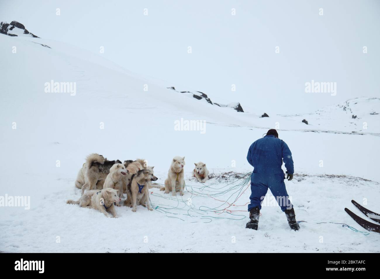 Man in blue coverall rigging up sled dogs to sled Stock Photo
