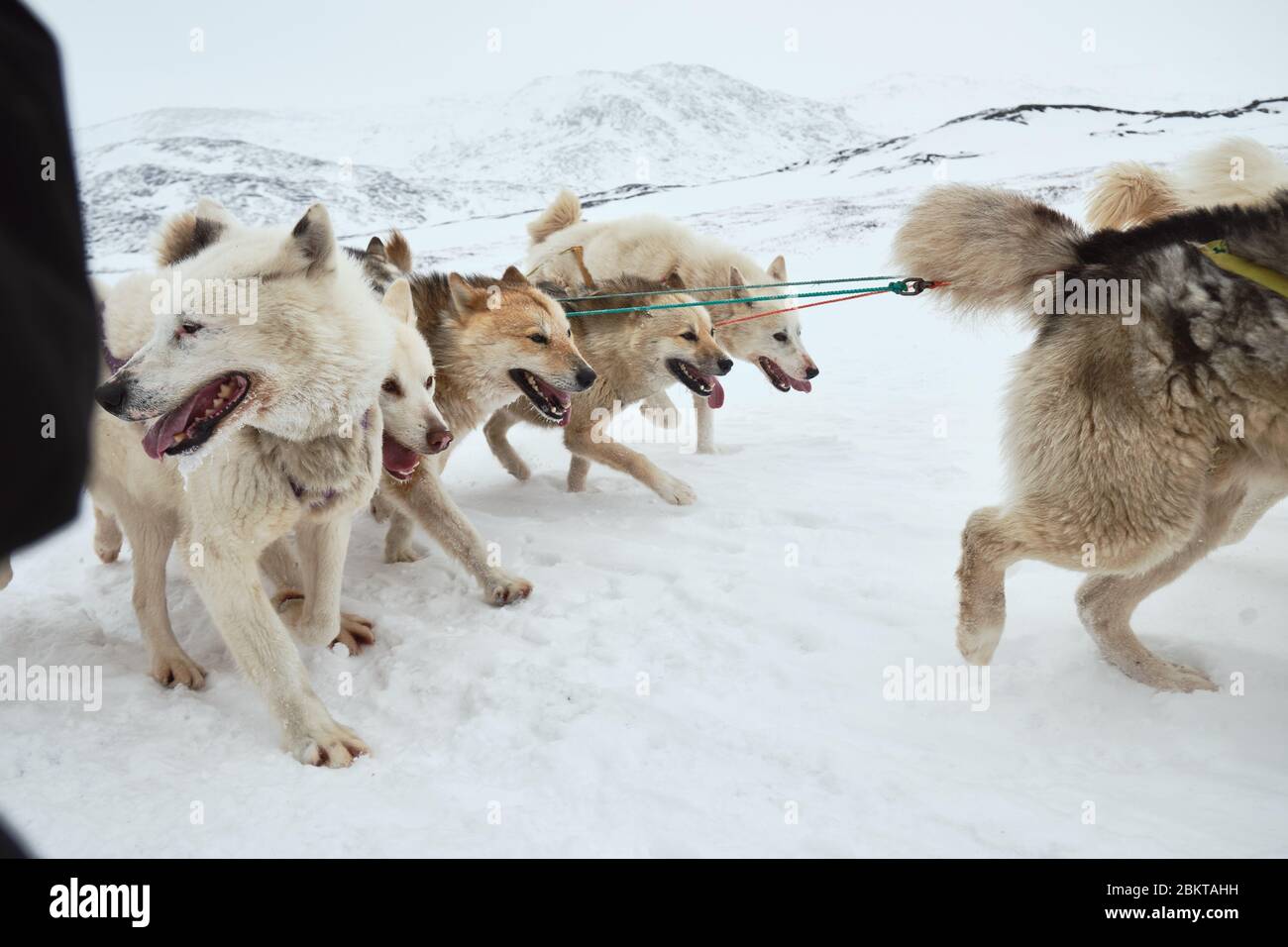 Close-up of sled dog pack running full speed Stock Photo