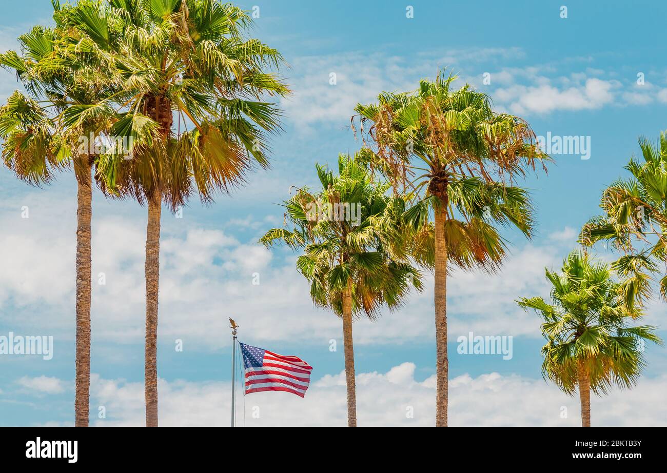 Palm Tree American Flag High Resolution
