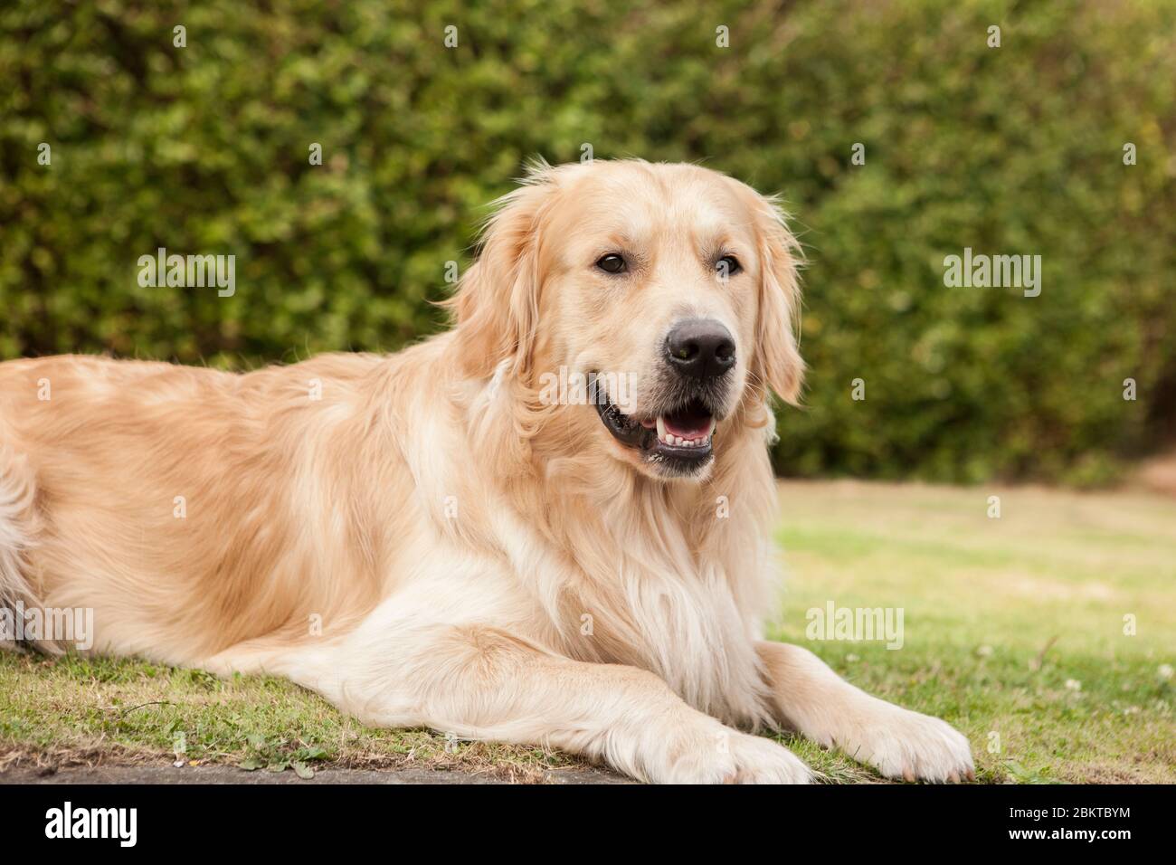 Golden retriever lying on grass hi-res stock photography and images - Alamy