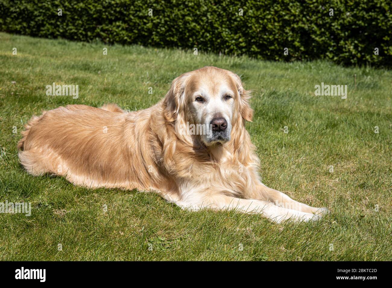 Golden retriever lying on the grass in garden looking at camera Stock ...