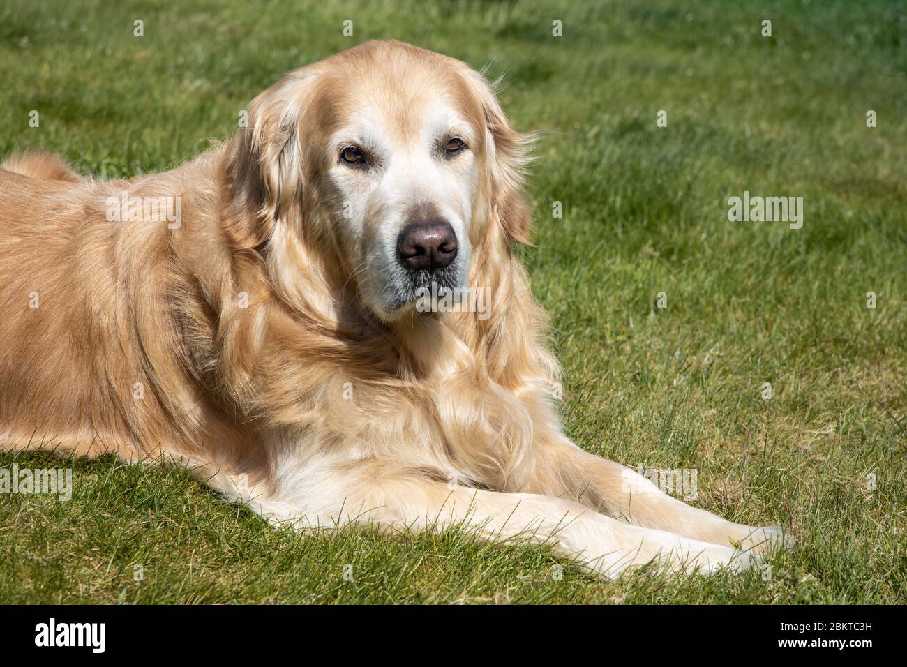 Golden retriever lying on grass hi-res stock photography and images - Alamy