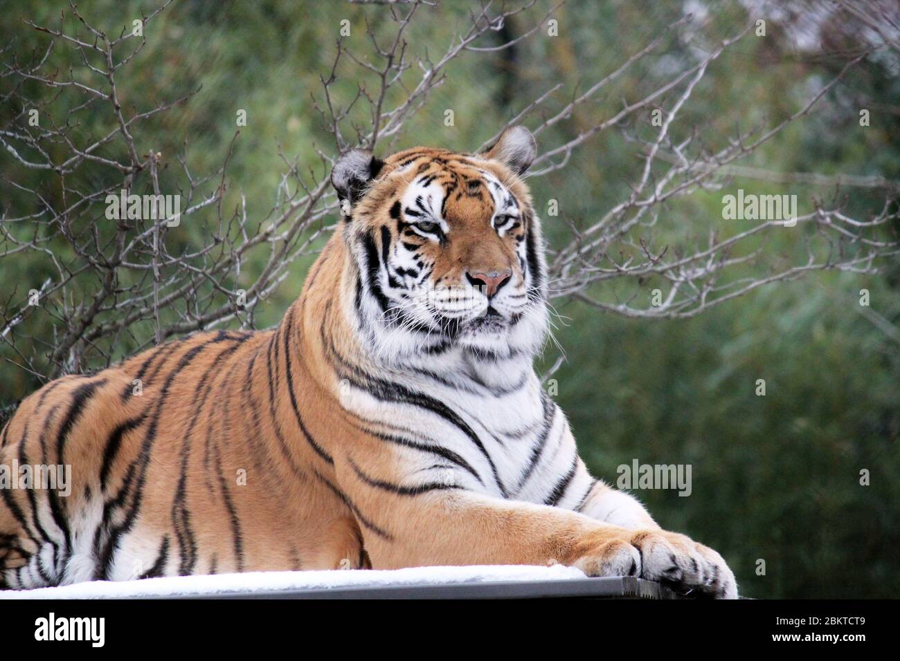 Bengal tiger with trees behind -Also known as the Indian Tiger, the Bengal  Tiger is most common tigers and is the national animal of India Stock Photo  - Alamy