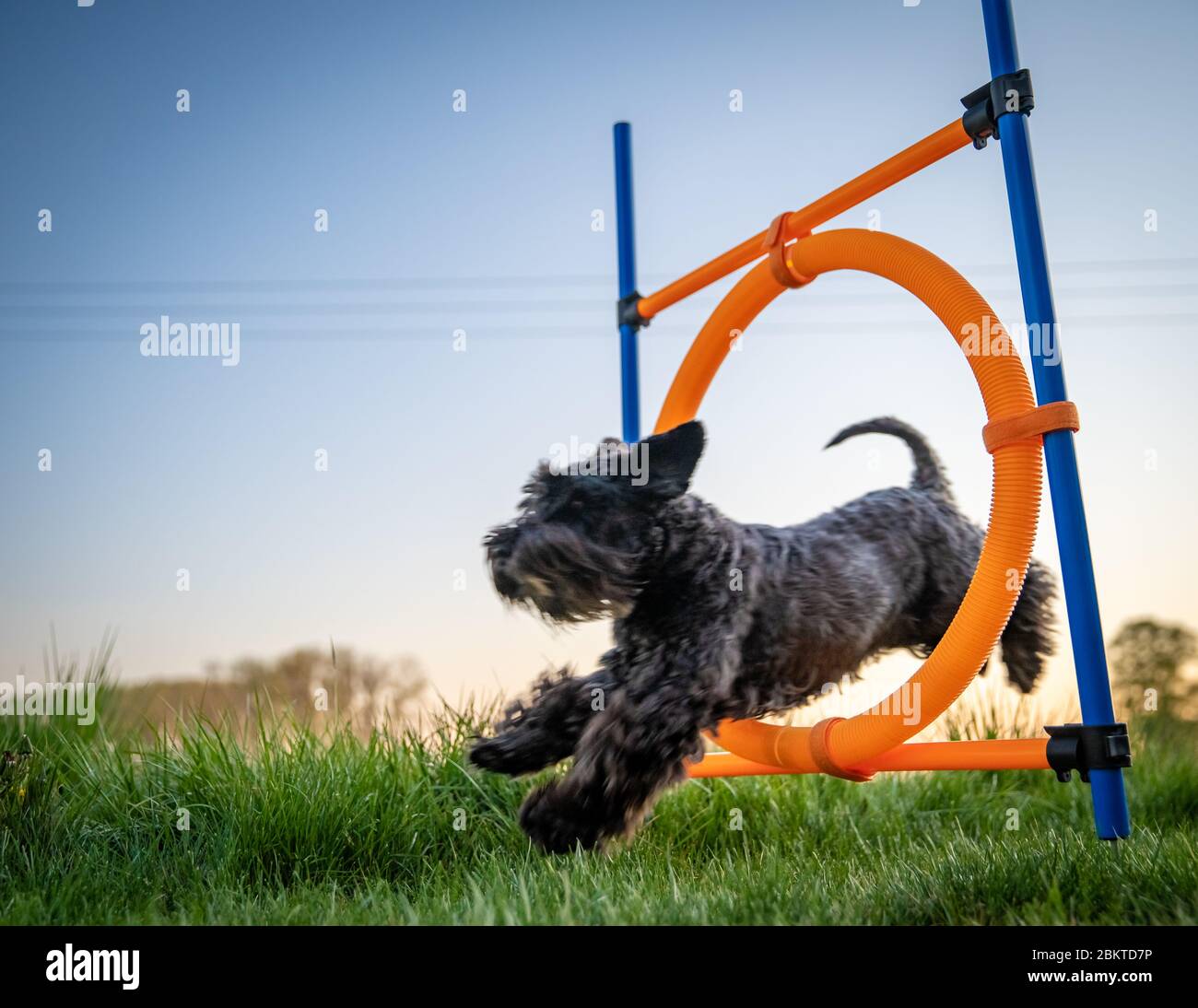 little black dog on agility jumps over a circle at sunset Stock Photo