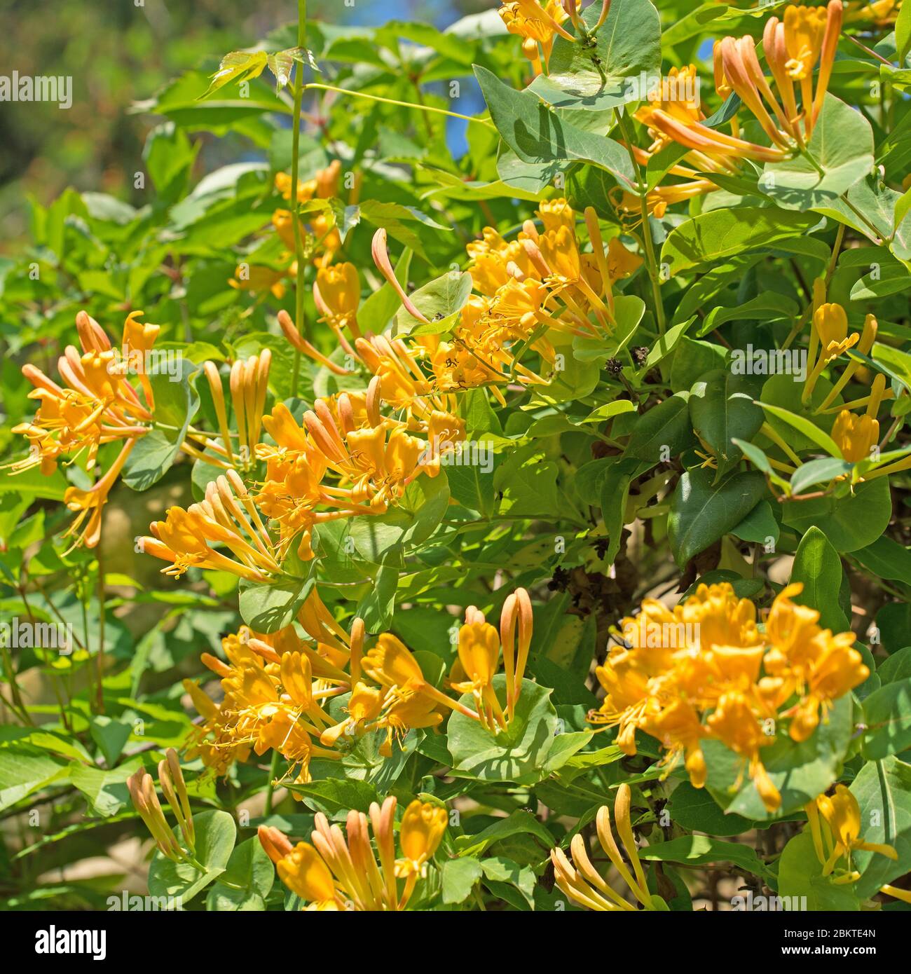 Flowering garden honeysuckle, Lonicera caprifolium, in spring Stock Photo