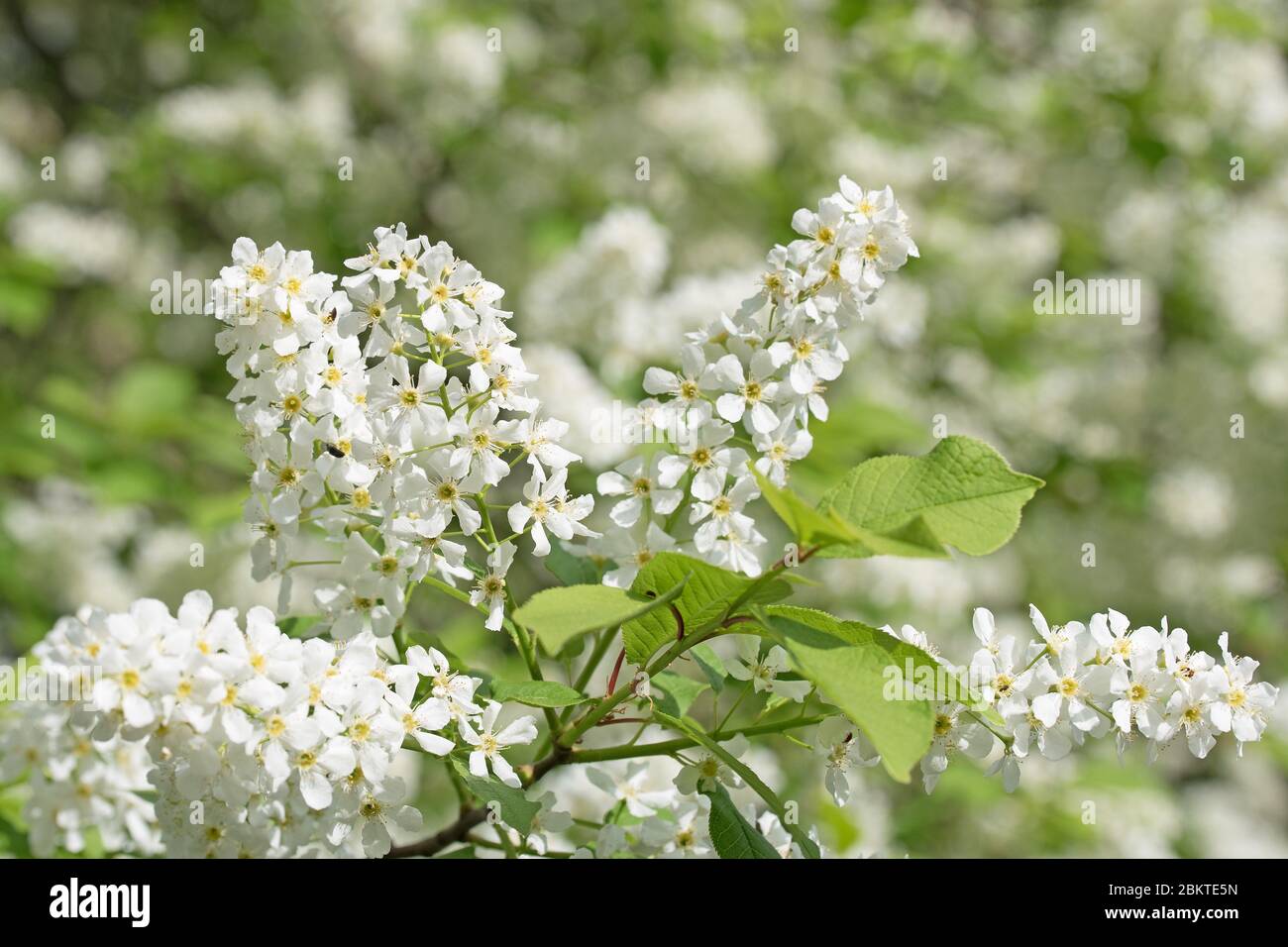 Common bird cherry,Prunus padus,flowers in a close up Stock Photo - Alamy