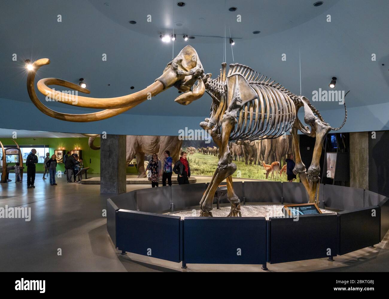 Visitors looking at the skeleton of a Columbian Mammoth (Mammuthus columbi) in the Museum at La Brea Tar Pits, Los Angeles, California, USA Stock Photo