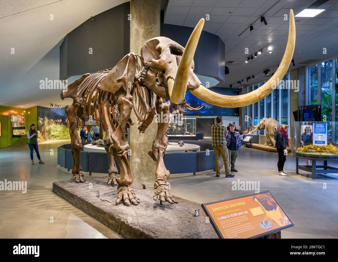 Skeleton of an American Mastodon (Mammut americanum) in the Museum at La Brea Tar Pits, Los Angeles, California, USA Stock Photo