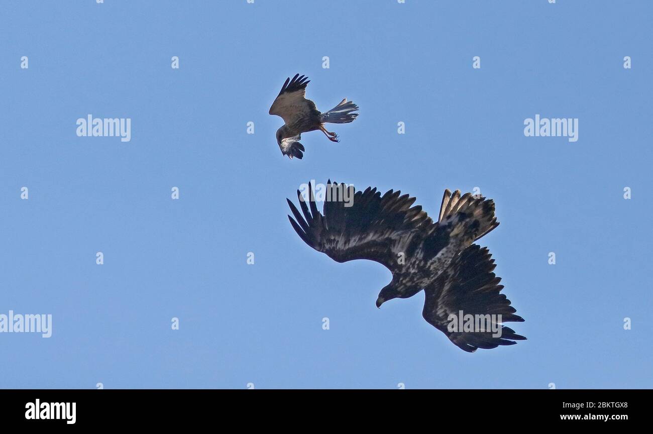 White Tailed eagle attacked by Western Marsh harrier in the air Stock Photo